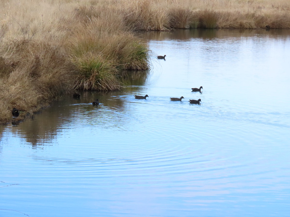 Dusky Moorhen - ML638934970