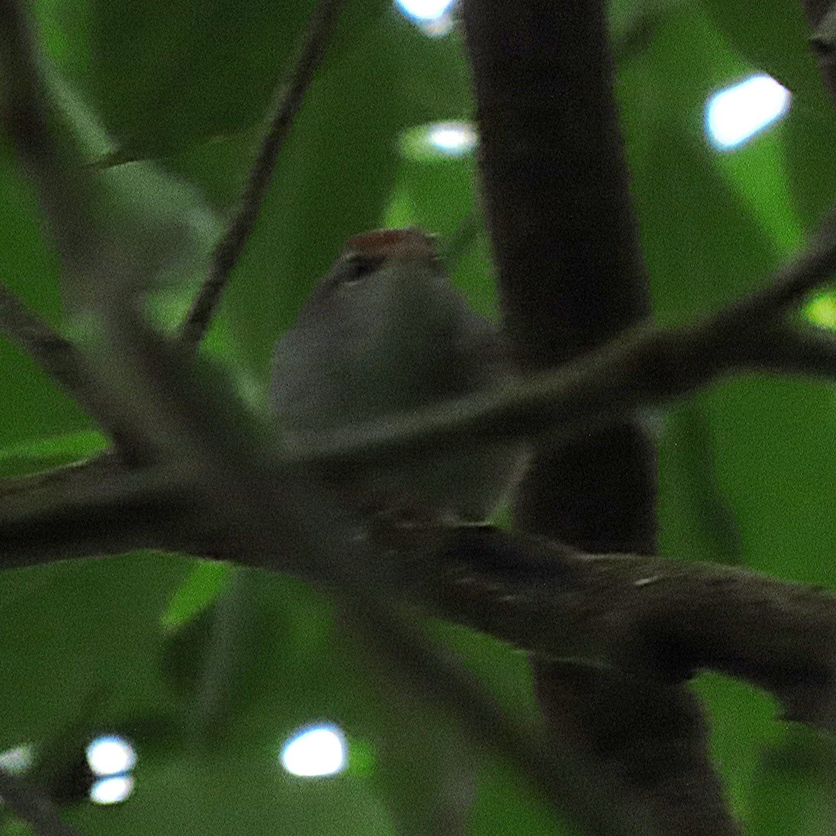 Fiji Bush Warbler - ML638934993