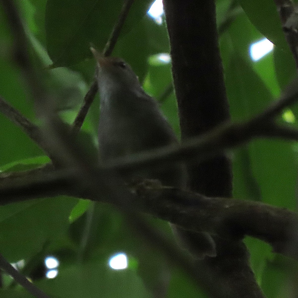 Fiji Bush Warbler - ML638934994