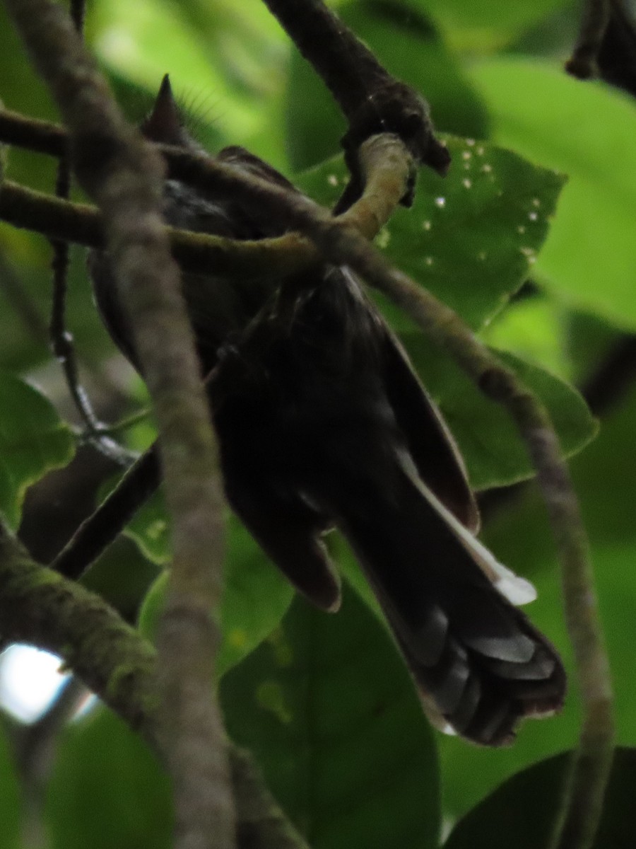 Fiji Streaked Fantail - ML638935017