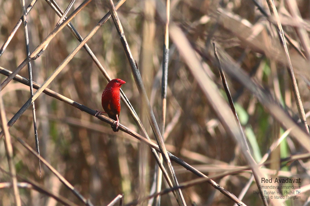 Bengali rouge - ML638935032