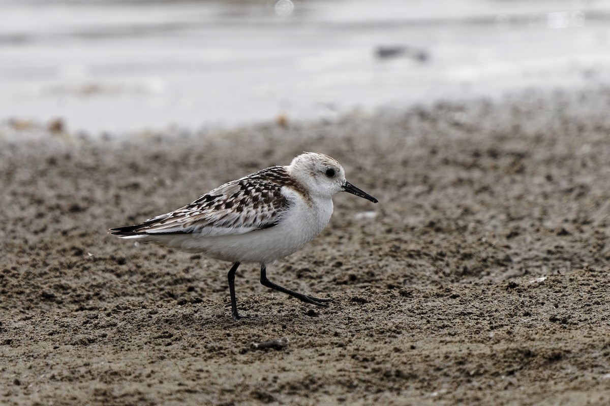 Sanderling - ML638935041