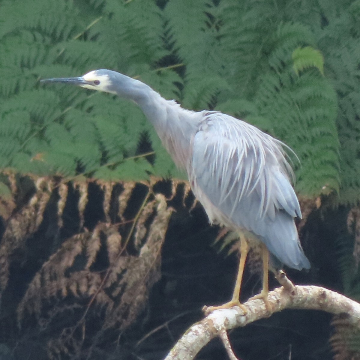 White-faced Heron - ML638935044