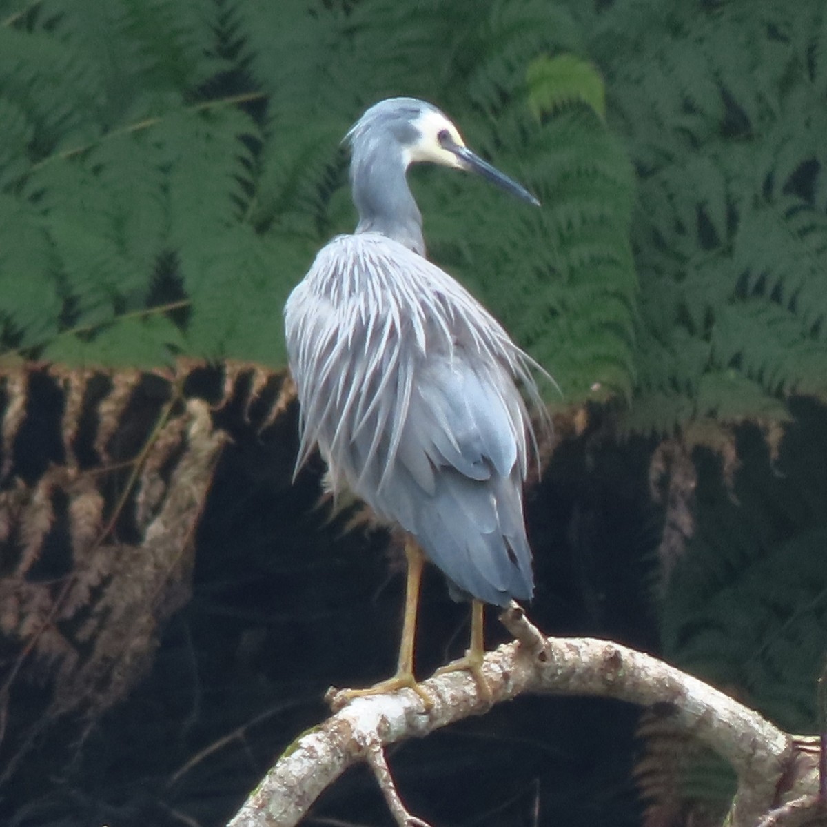 White-faced Heron - ML638935045