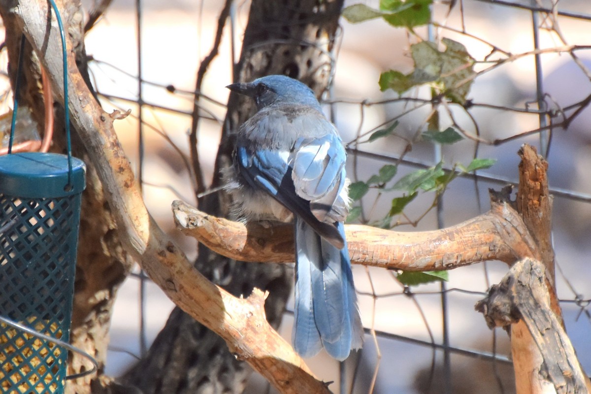 Mexican Jay - ML638935082