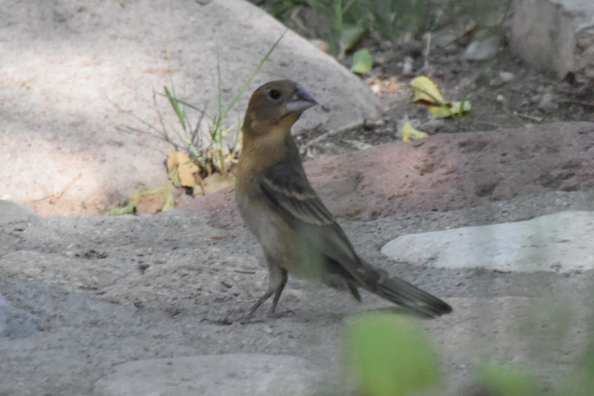 Blue Grosbeak - ML638935097