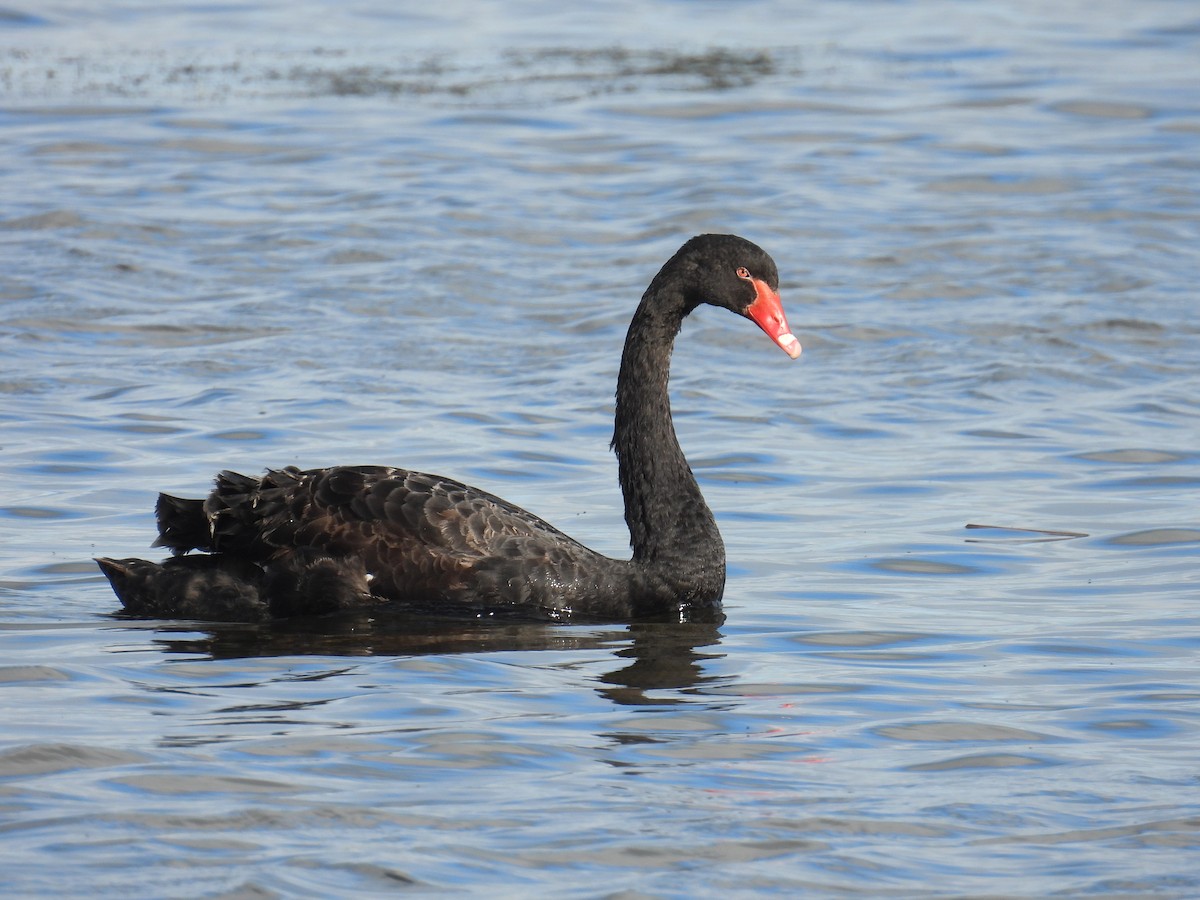 Black Swan - ML638935115