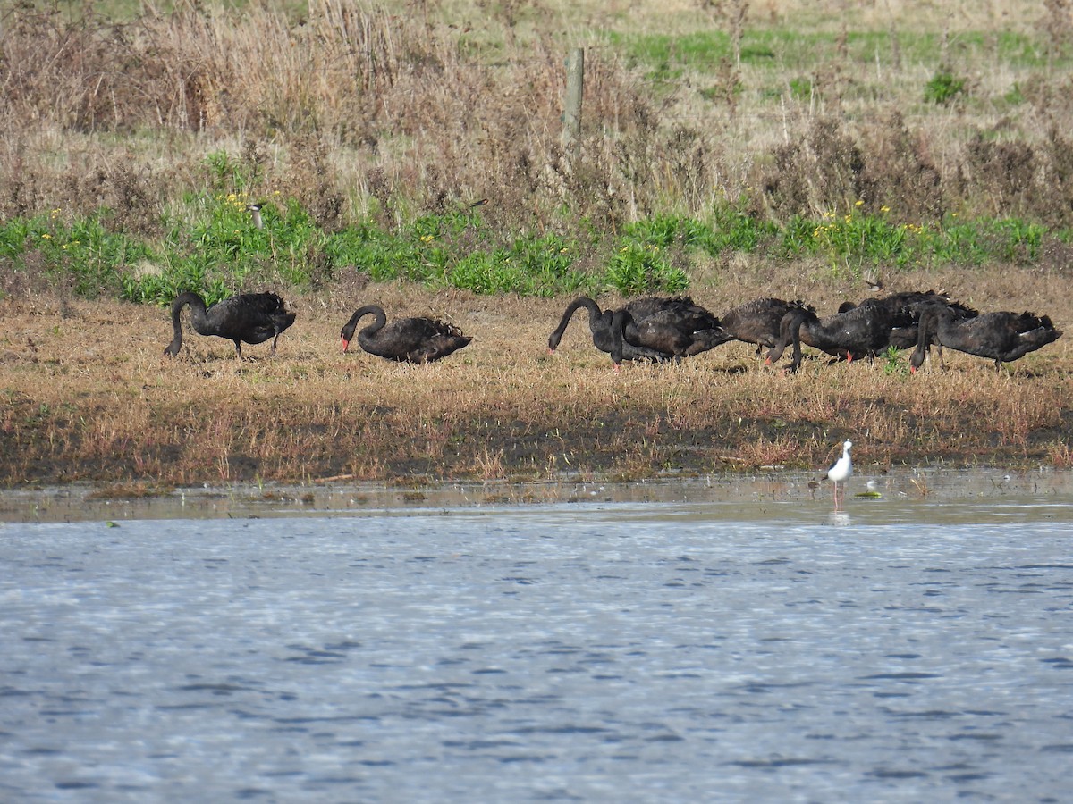 Black Swan - ML638935116