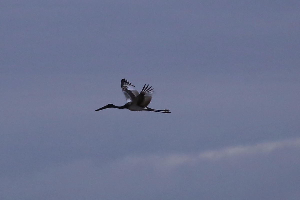 Black-necked Stork - ML638935142