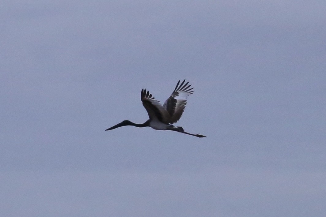 Black-necked Stork - ML638935143