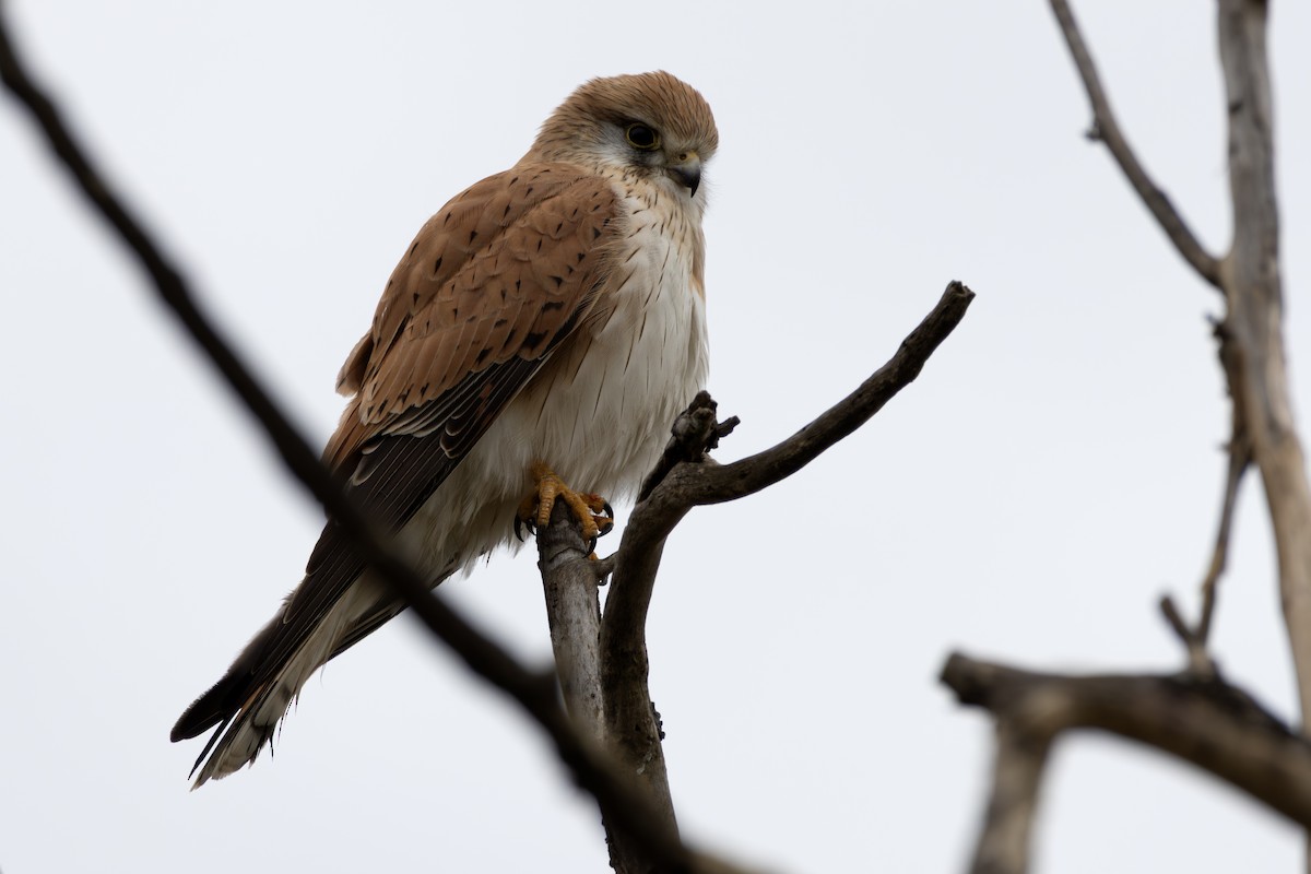 Nankeen Kestrel - ML638935152