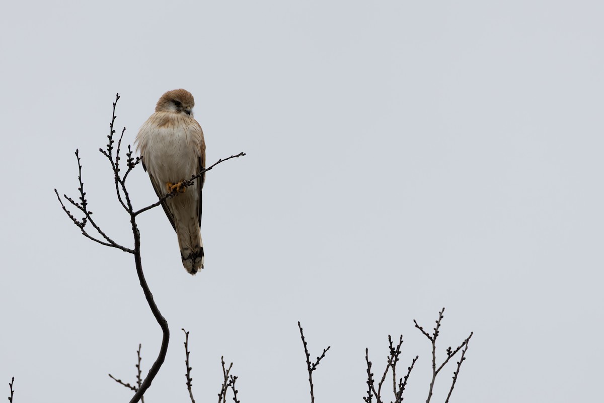 Nankeen Kestrel - ML638935168