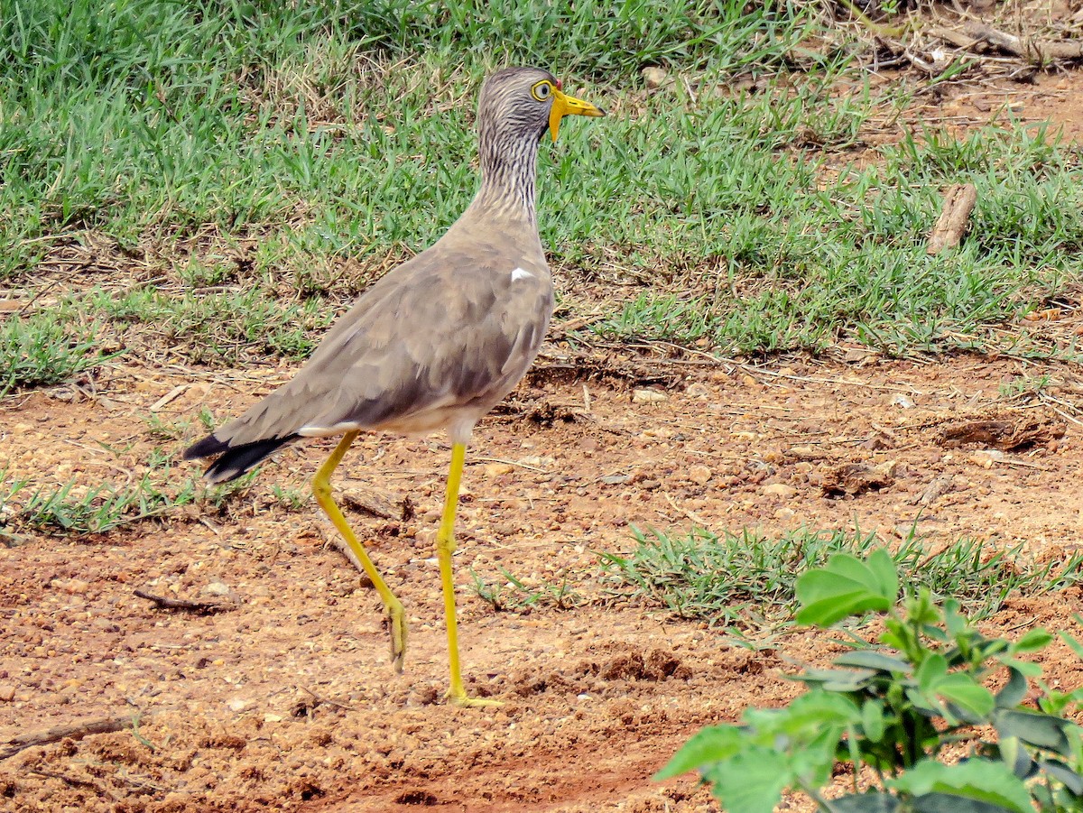 Wattled Lapwing - ML638935169