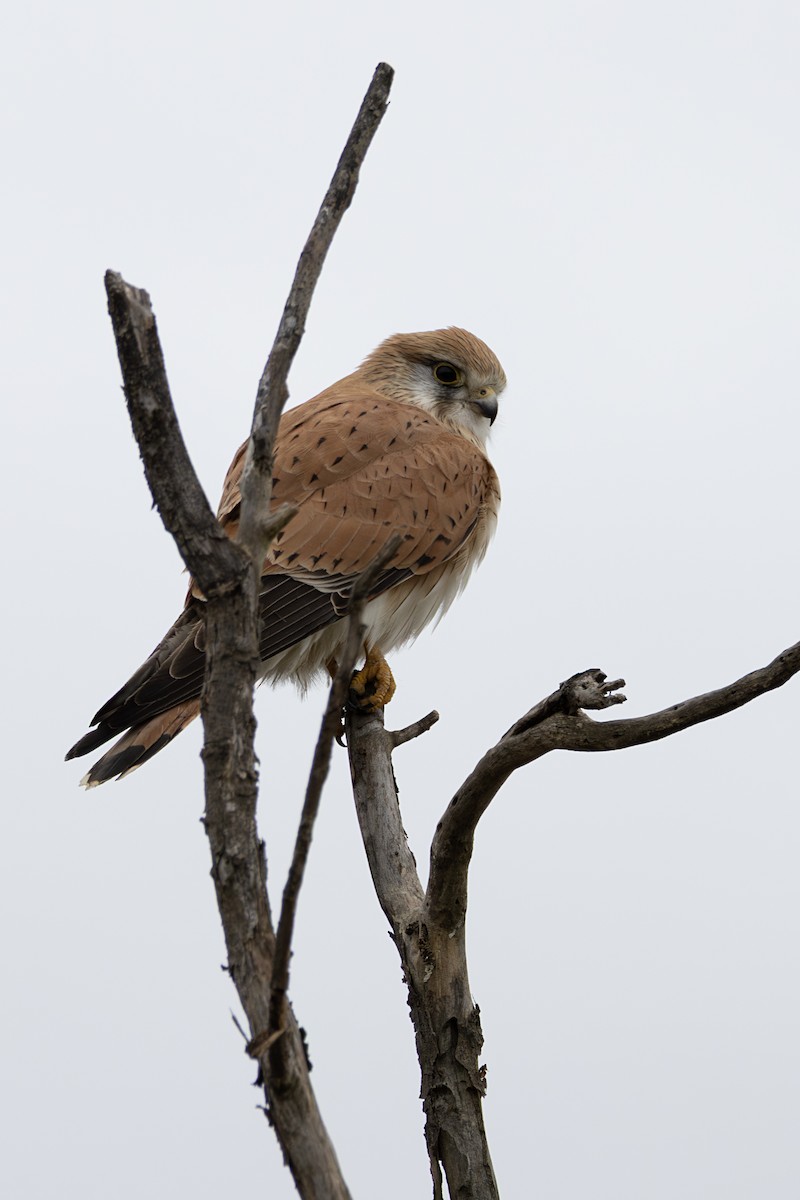 Nankeen Kestrel - ML638935170