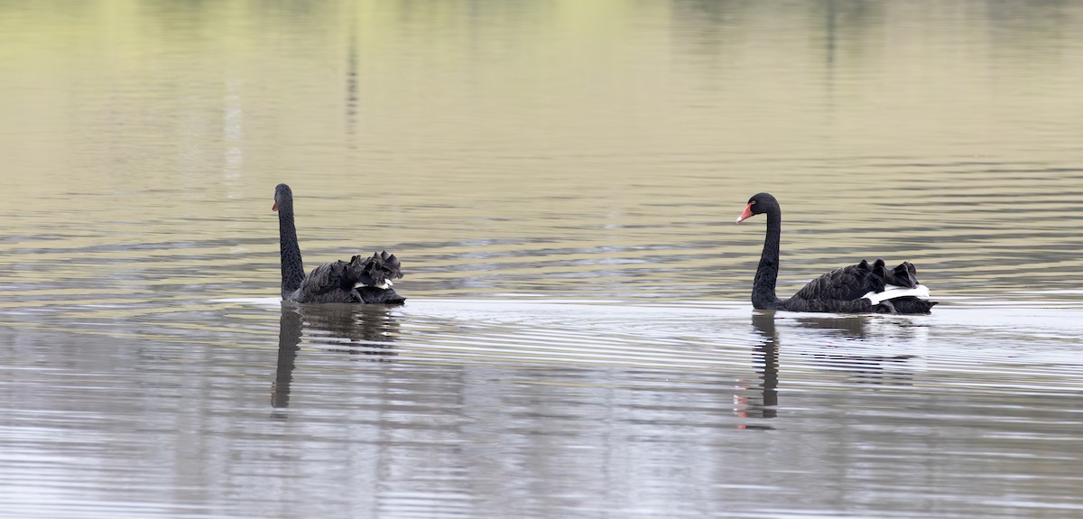 Black Swan - ML638935173