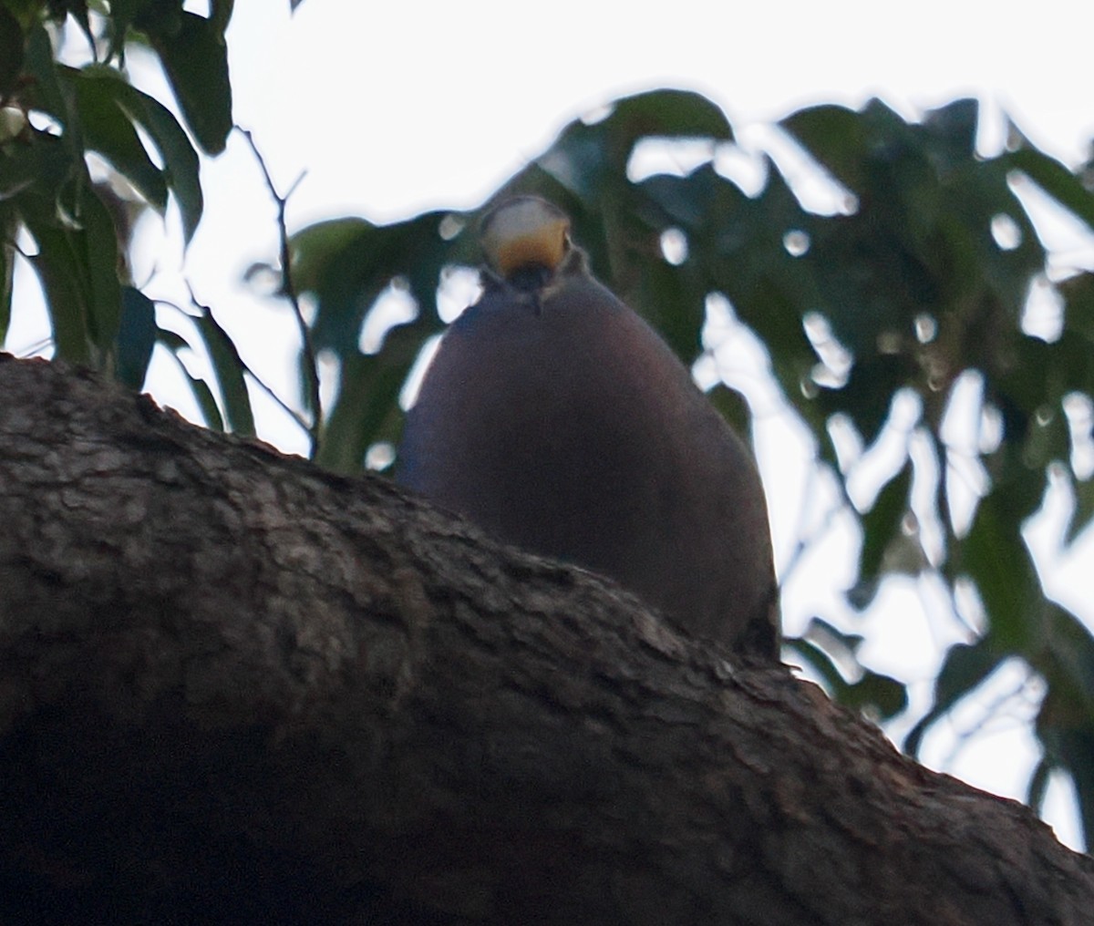 Common Bronzewing - ML638935175