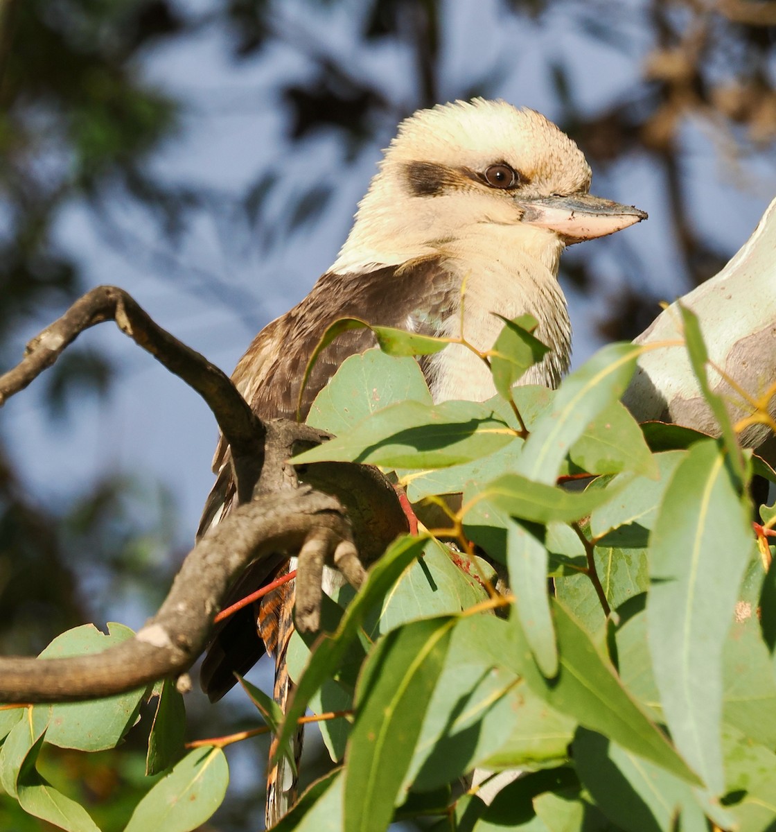 Laughing Kookaburra - ML638935178