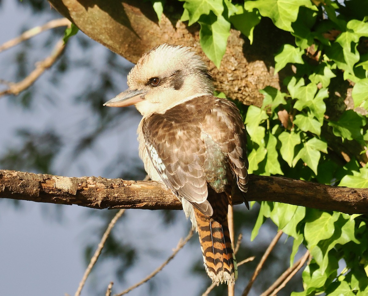Laughing Kookaburra - ML638935179