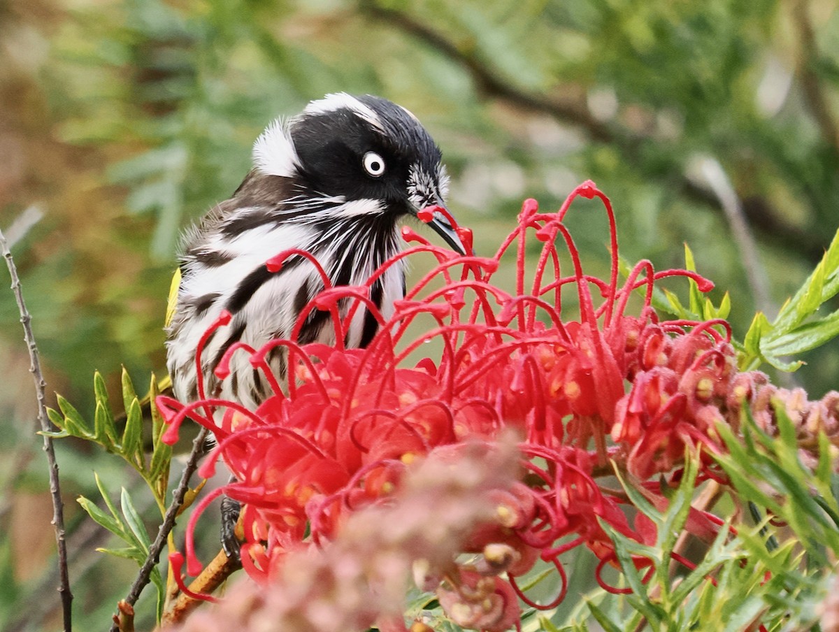 New Holland Honeyeater - ML638935181
