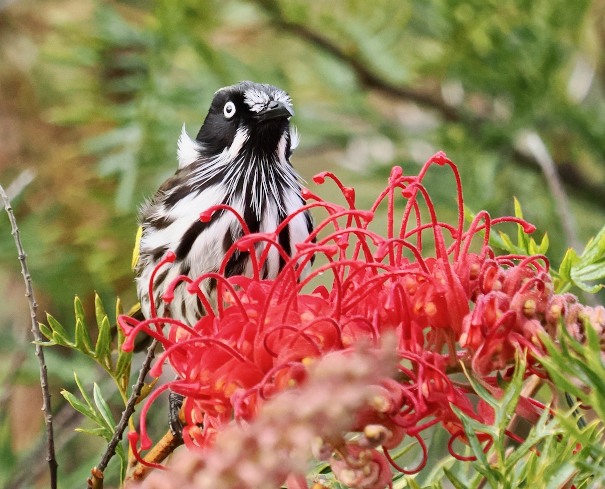 New Holland Honeyeater - ML638935182