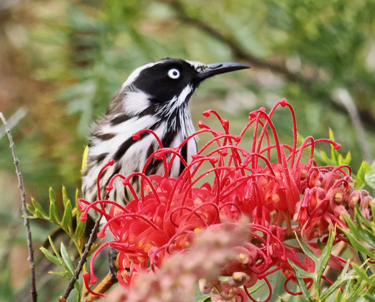 New Holland Honeyeater - ML638935183