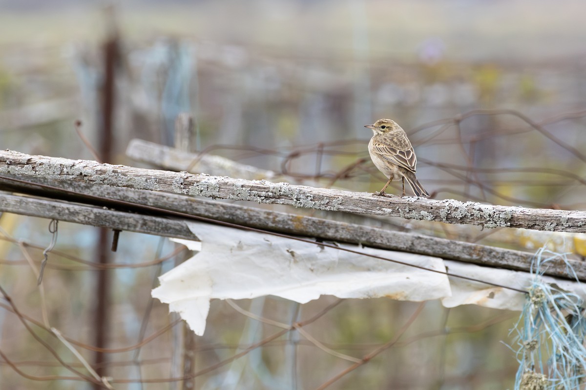 Australian Pipit - ML638935185
