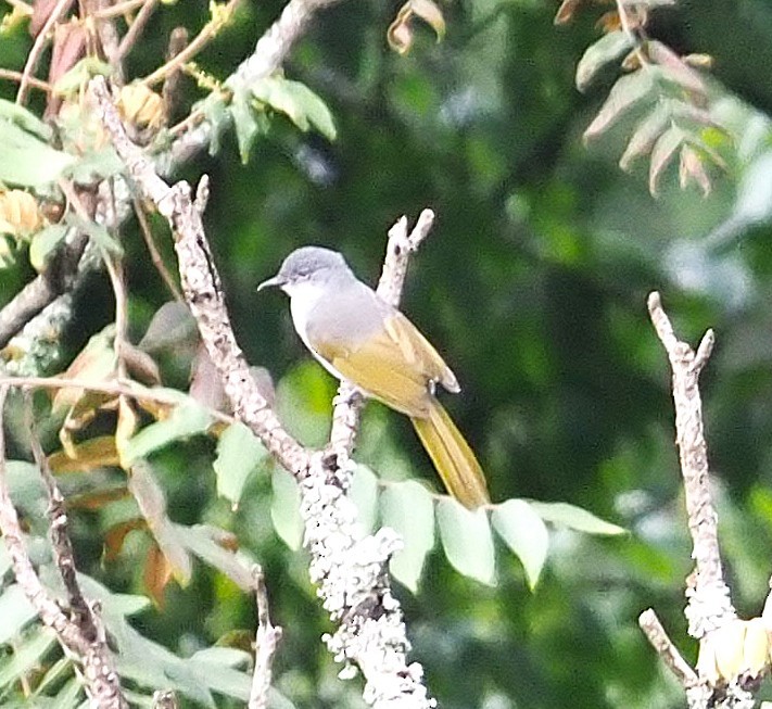 Yellow-streaked Greenbul - ML638935240