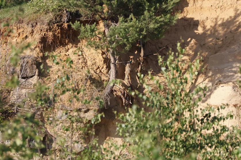 Шарга зөгийч - ML638935246