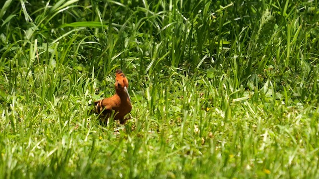 Eurasian Hoopoe (African) - ML638935262