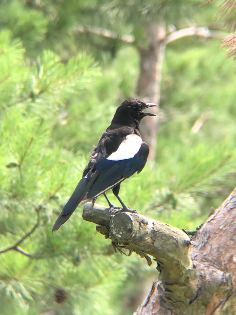 Oriental Magpie - ML638935282