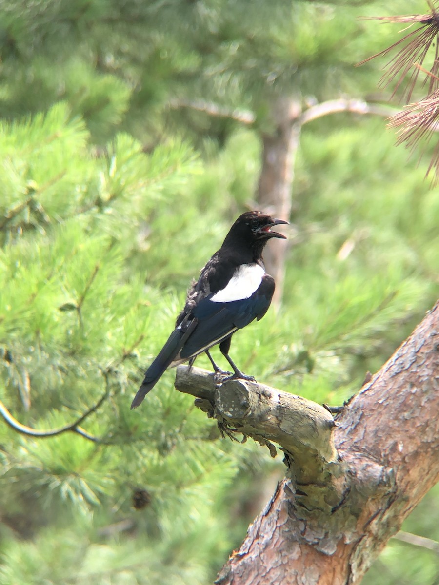 Oriental Magpie - ML638935283