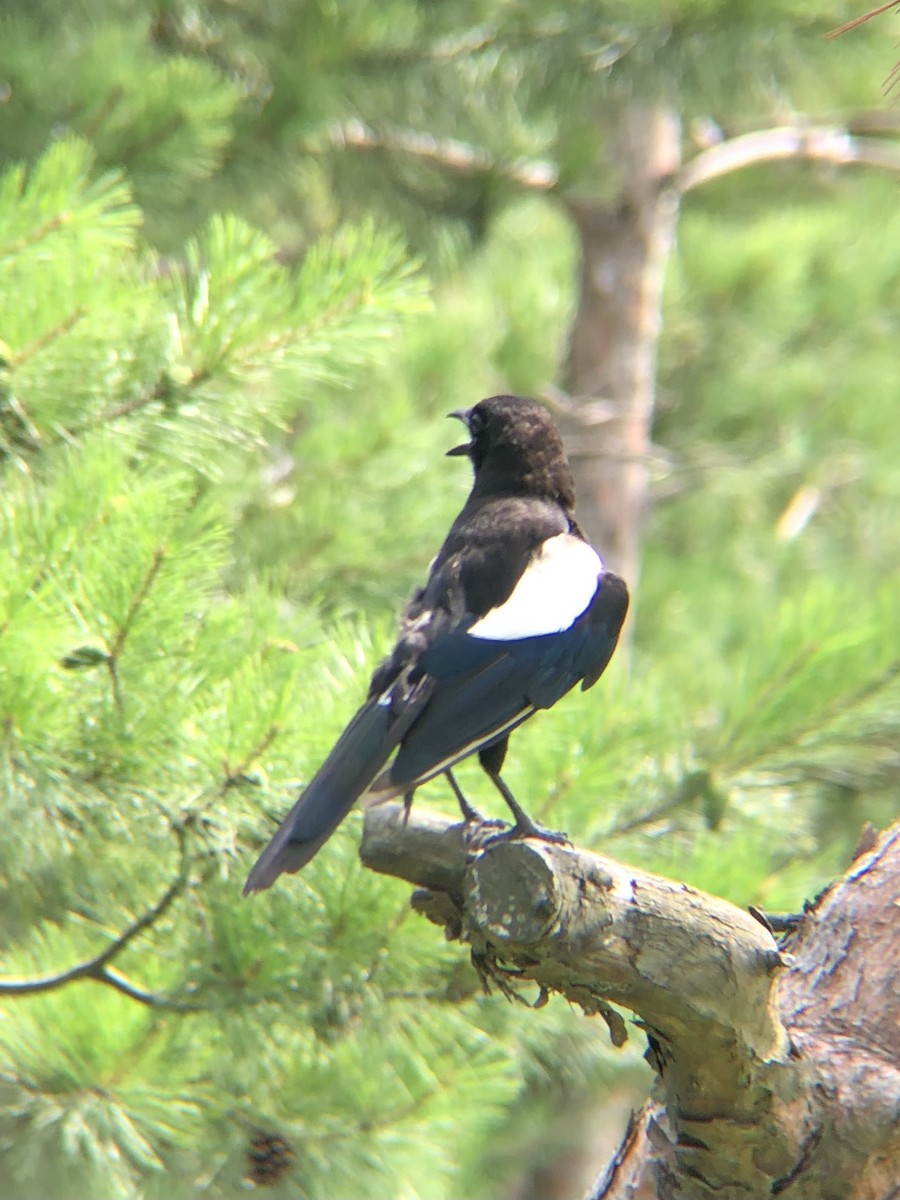 Oriental Magpie - ML638935284