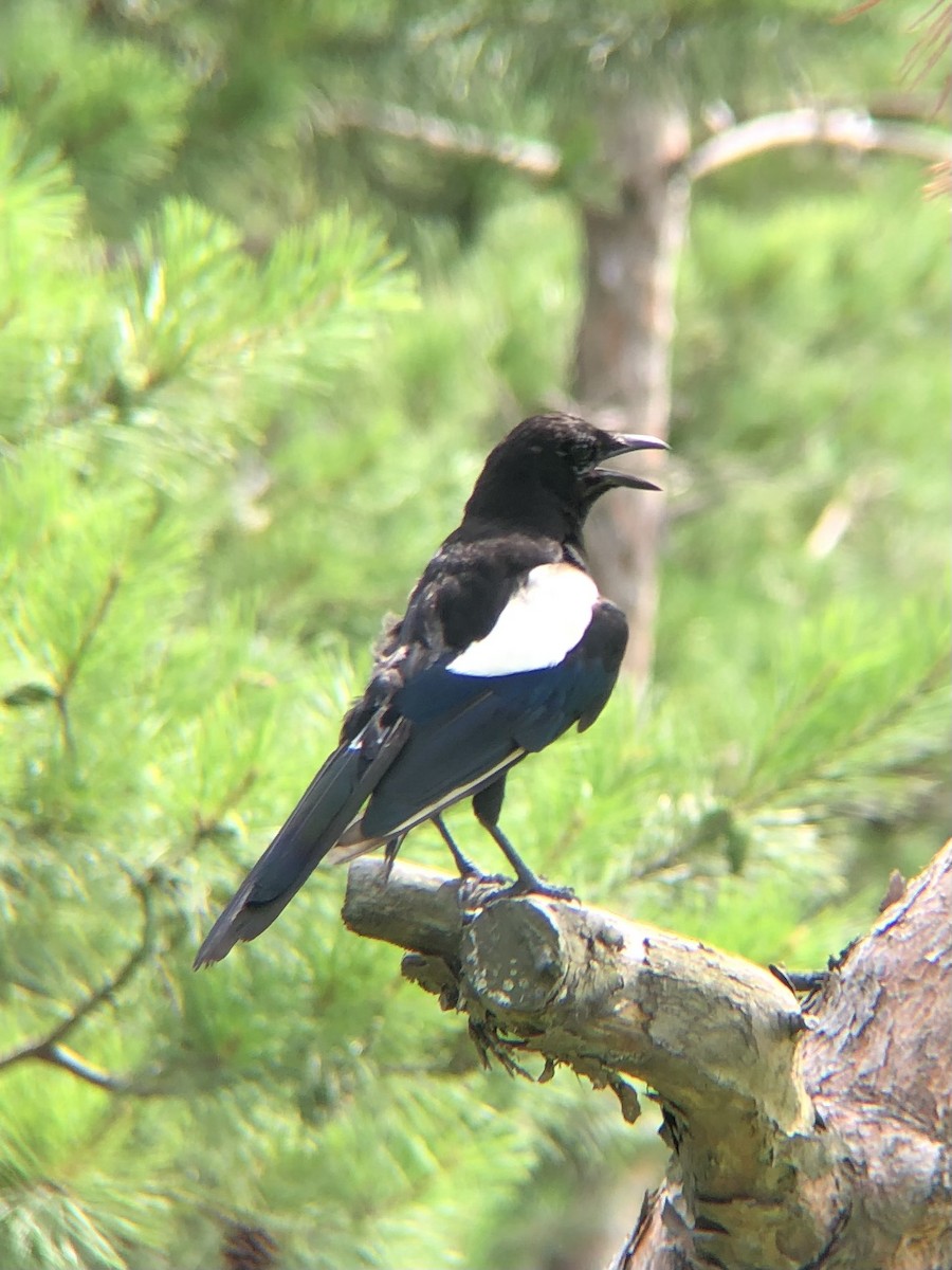 Oriental Magpie - ML638935285