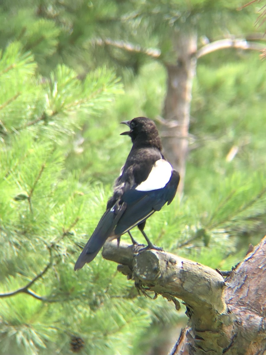 Oriental Magpie - ML638935286