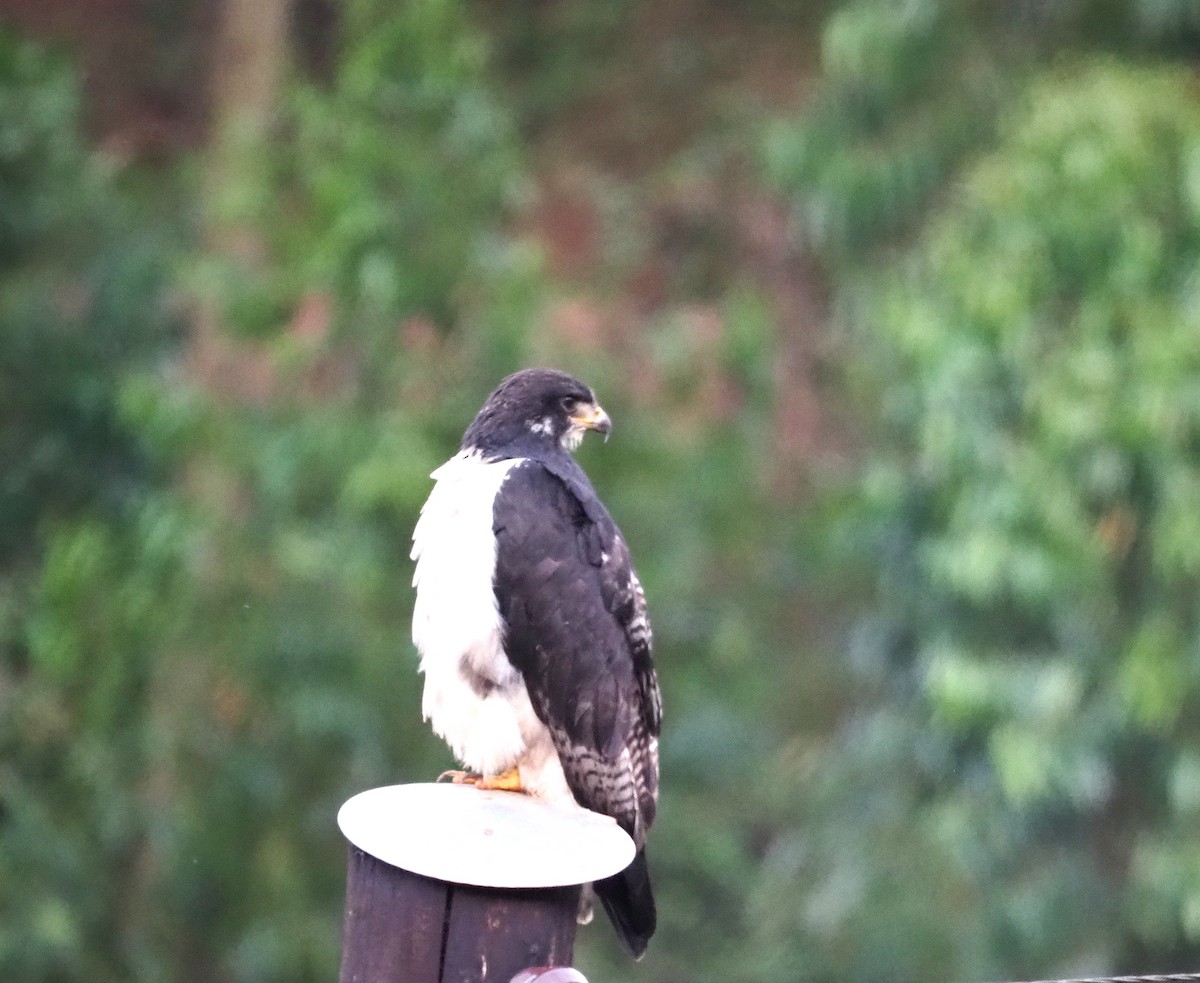 Augur Buzzard - ML638935299