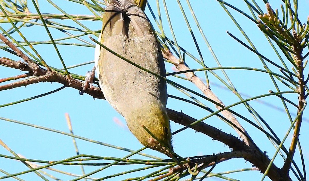 White-plumed Honeyeater - ML638935311