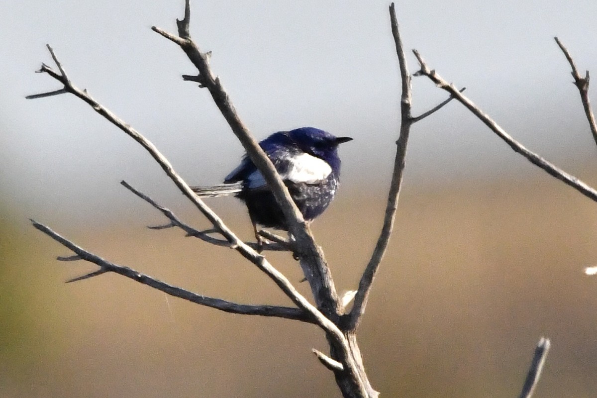 White-winged Fairywren - ML638935326