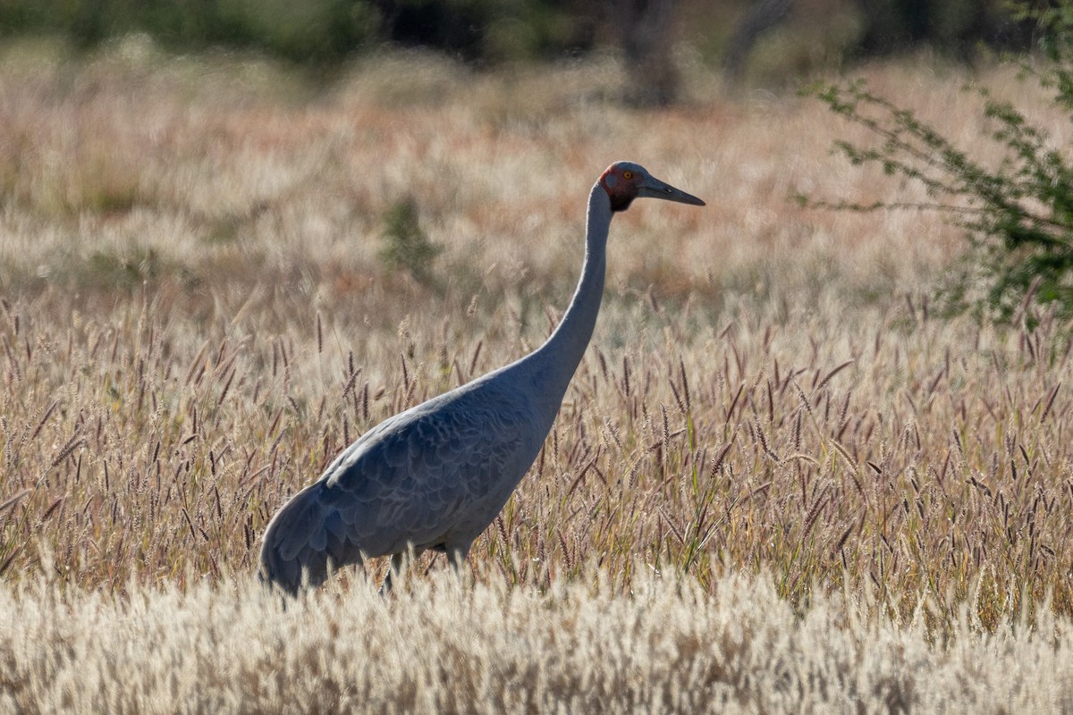 Brolga - ML638935335