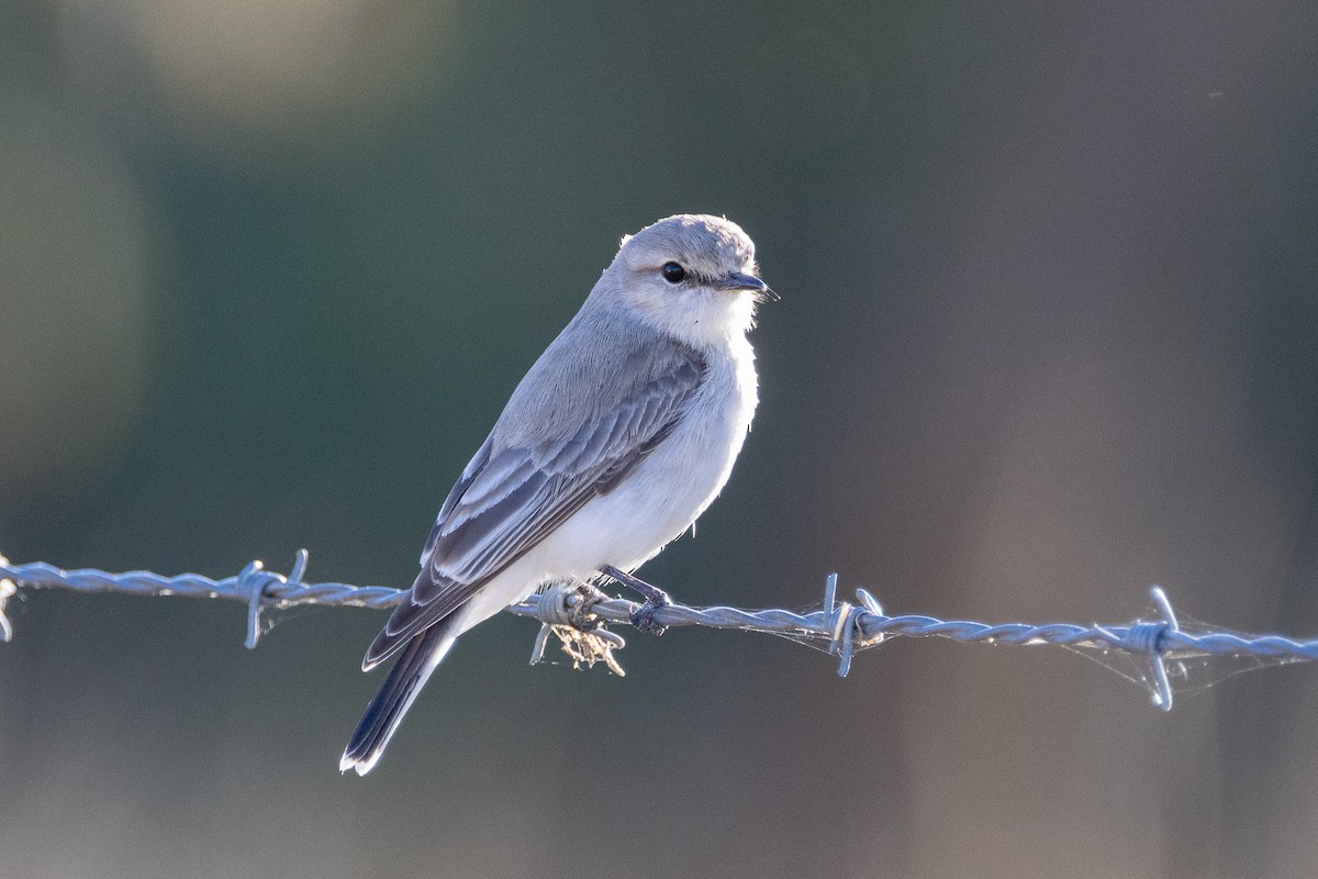 Jacky-winter - ML638935339