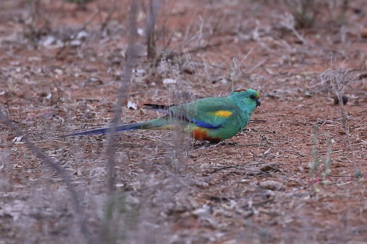 Mulga Parrot - ML638935343