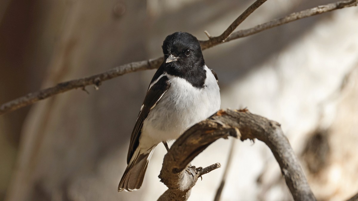 Hooded Robin - ML638935345
