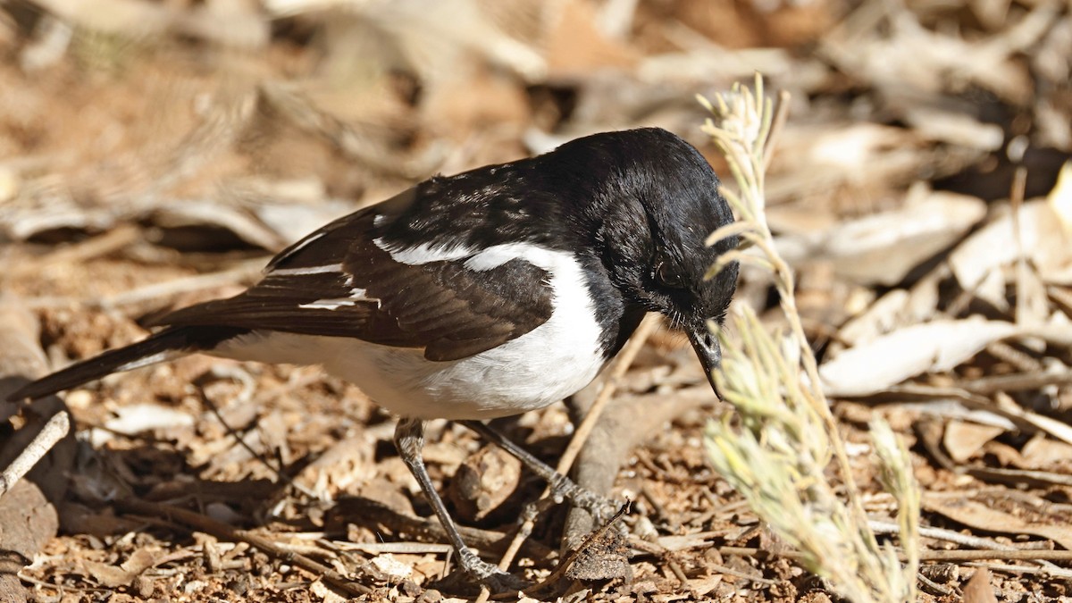 Hooded Robin - ML638935346