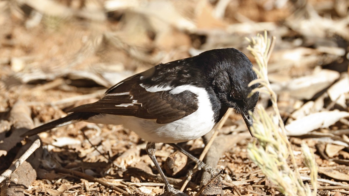 Hooded Robin - ML638935349