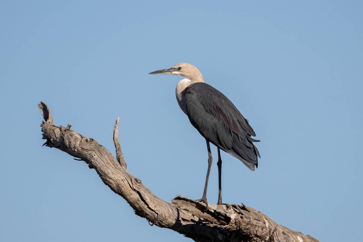 Pacific Heron - ML638935350