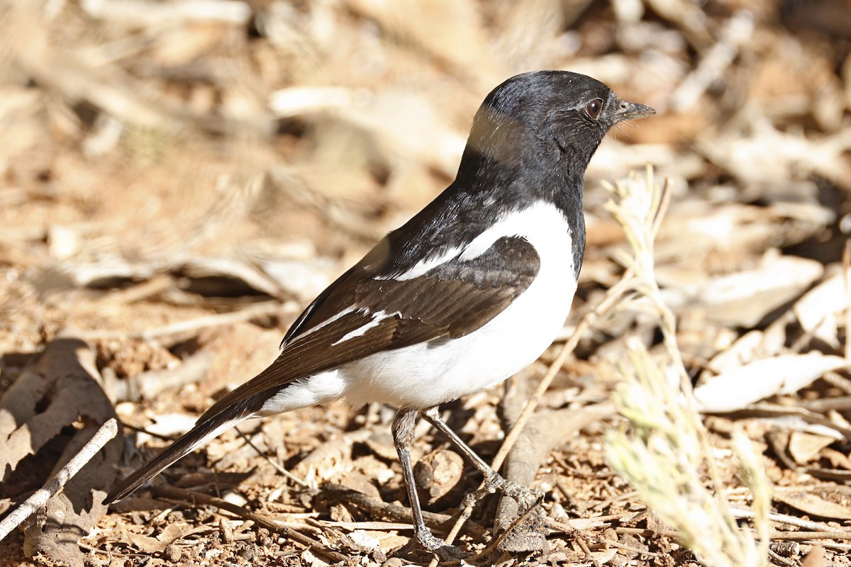 Hooded Robin - ML638935351