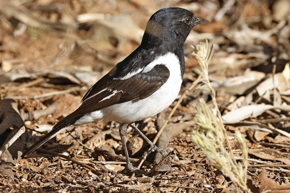 Hooded Robin - ML638935354