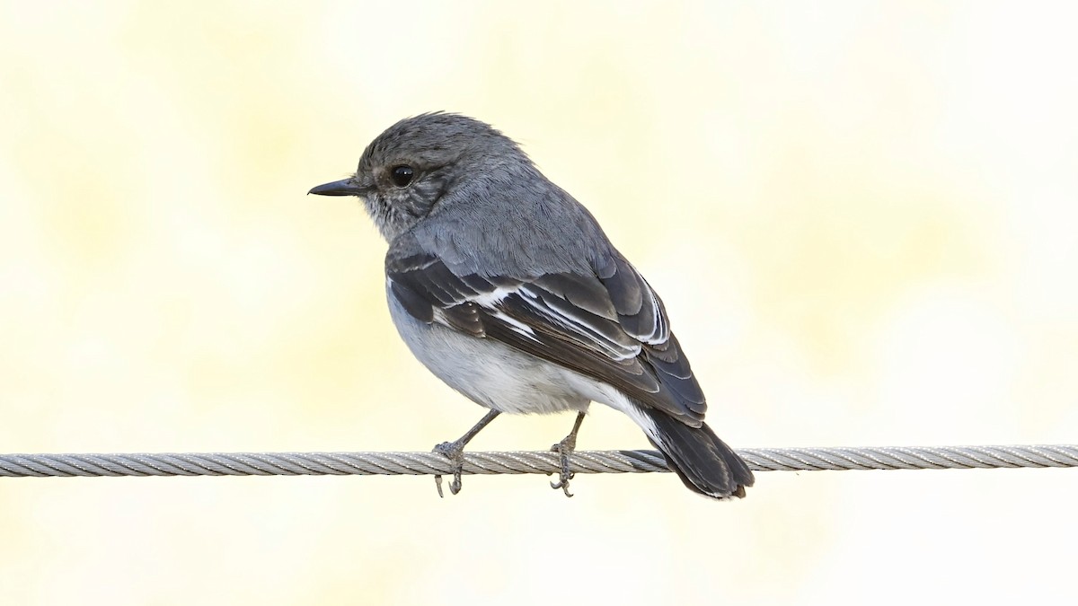 Hooded Robin - ML638935357