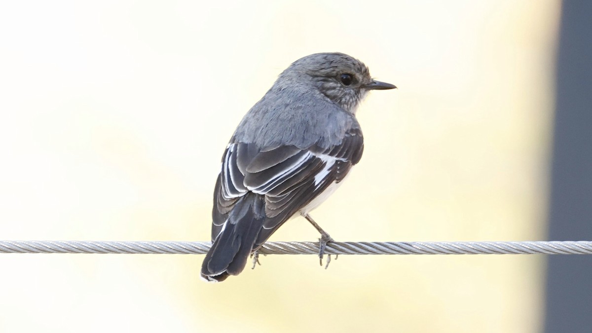 Hooded Robin - ML638935359