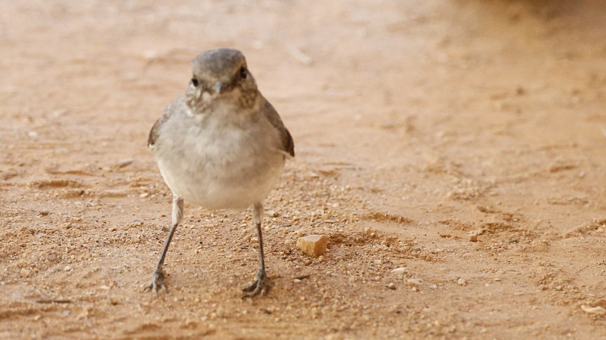 Hooded Robin - ML638935363