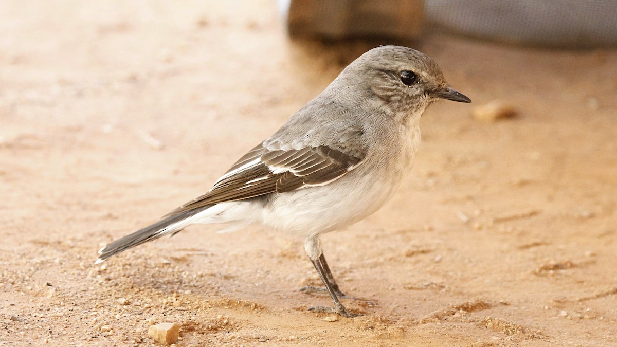 Hooded Robin - ML638935369